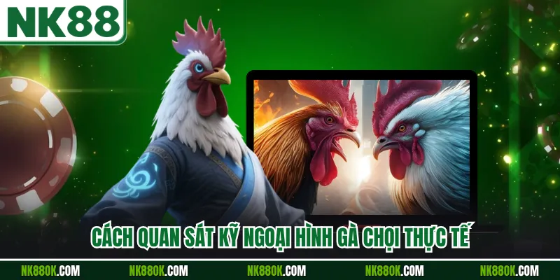 Cách quan sát kỹ ngoại hình gà chọi thực tế